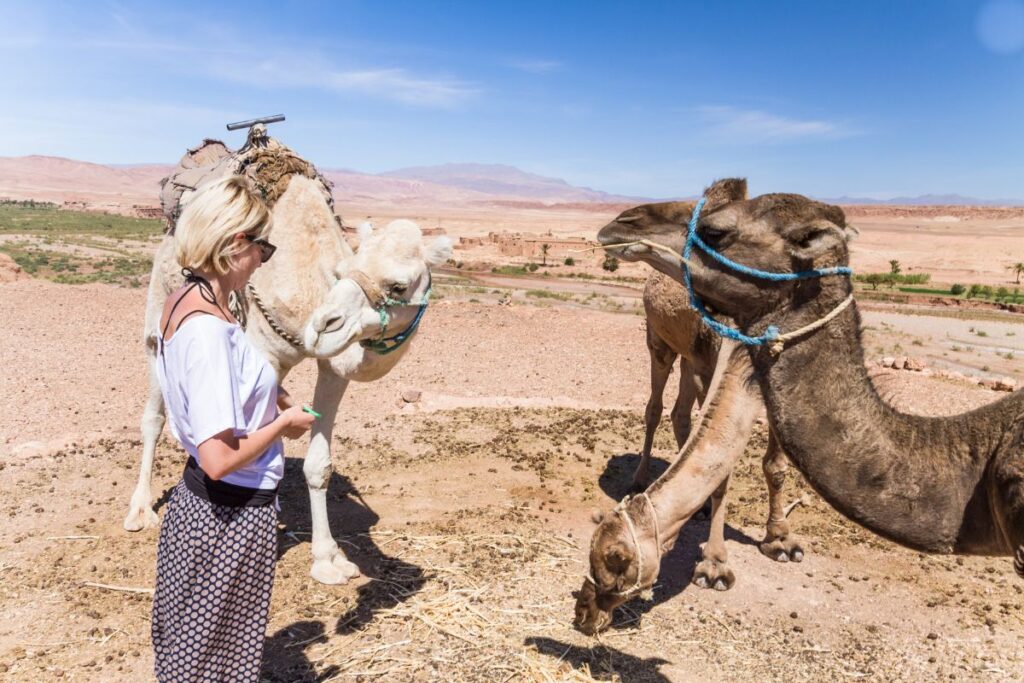 Camel Trekking