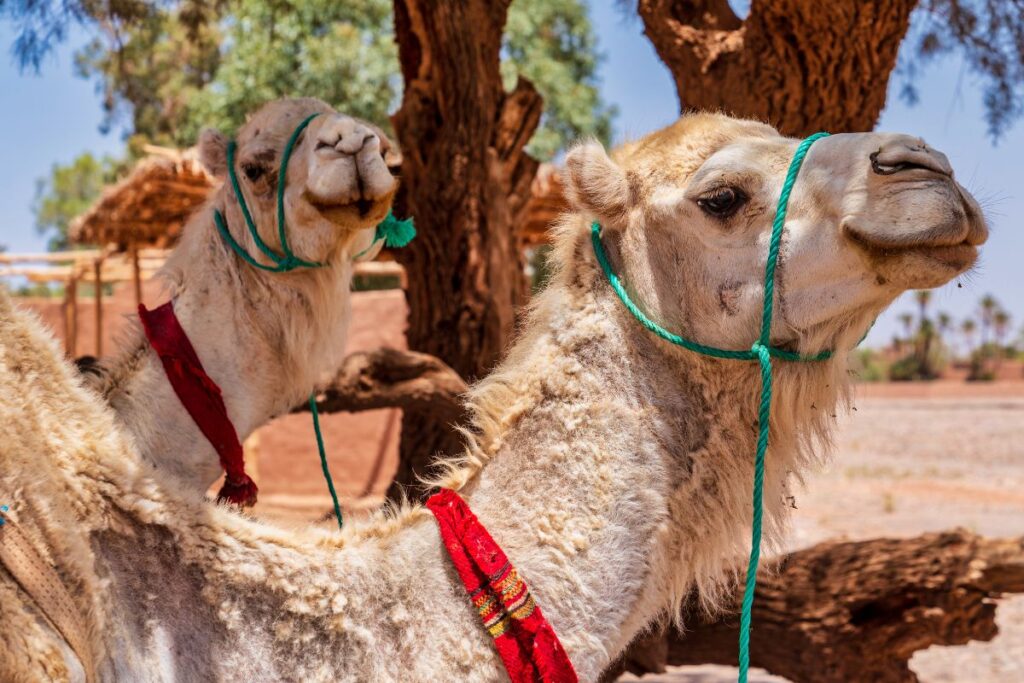 Camel Trekking in morocco