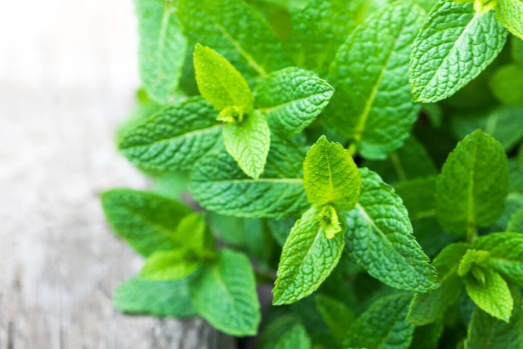 Fresh Mint Leaves