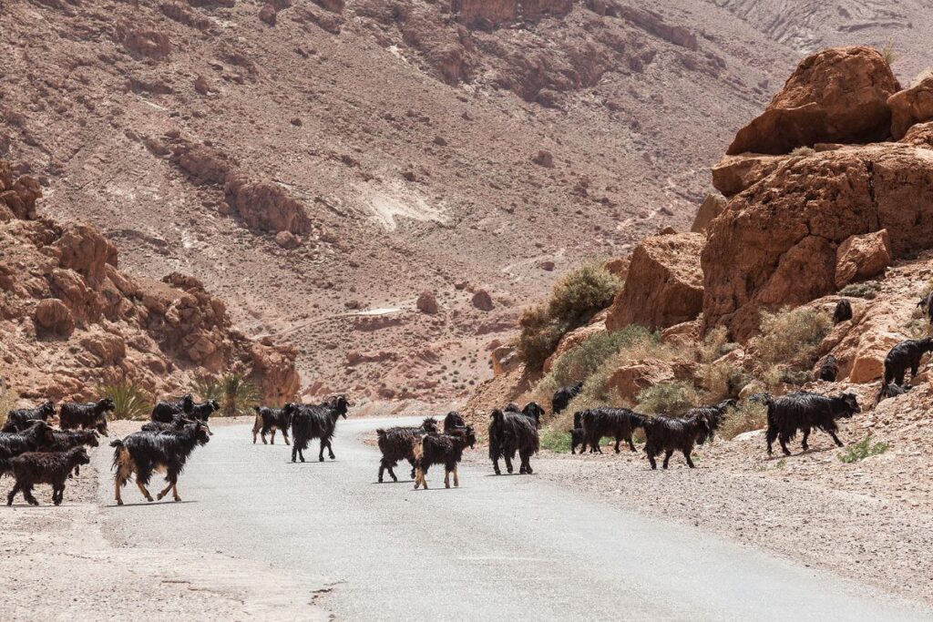 Todra Gorge Road